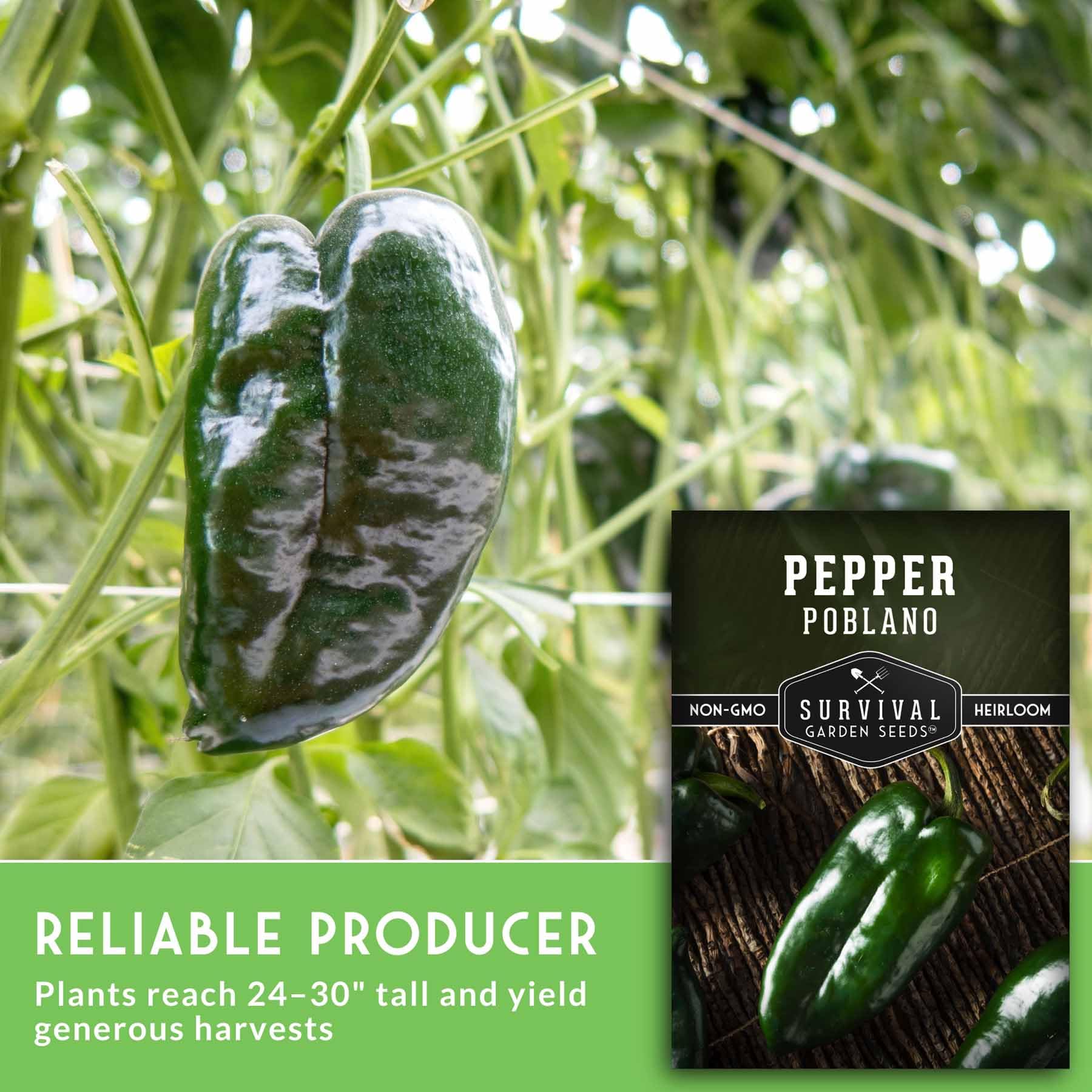 Survival Garden Seeds poblano pepper harvest basket, ready for stuffing or roasting.