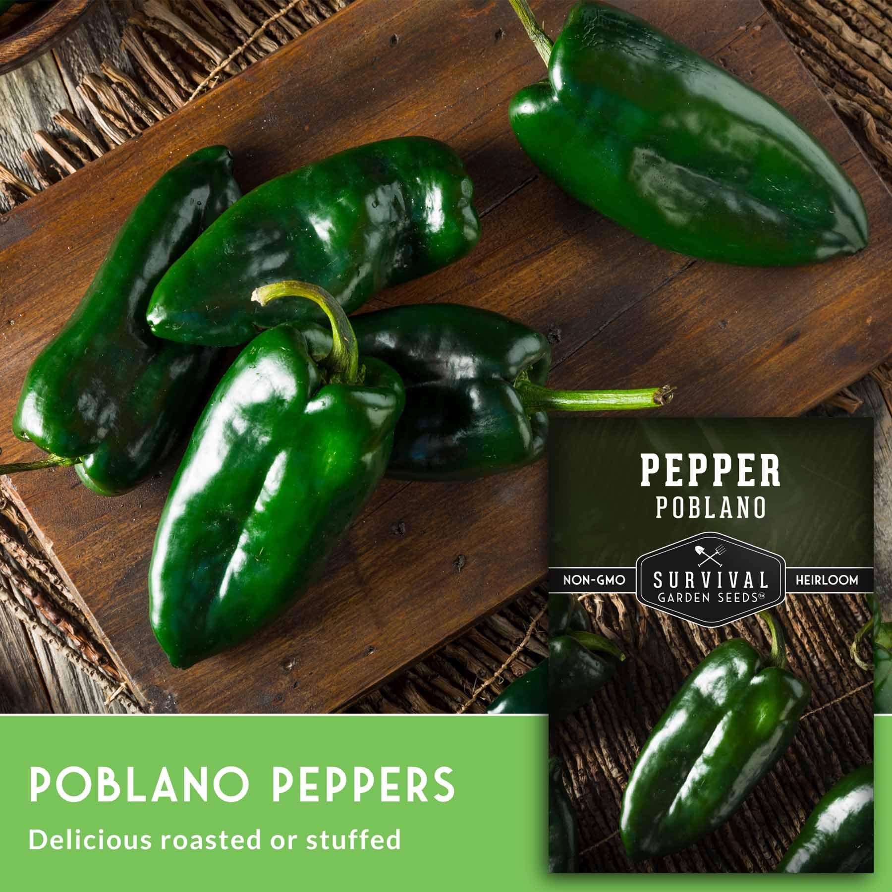 Survival Garden Seeds poblano pepper plant 26-in tall, showcasing sturdy garden habit.