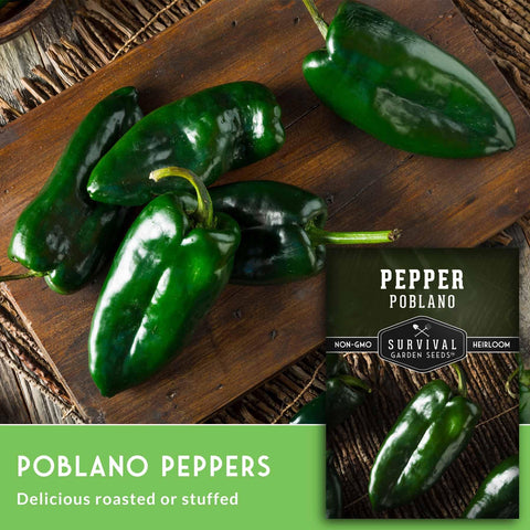 Survival Garden Seeds poblano pepper plant 26-in tall, showcasing sturdy garden habit.