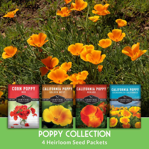 SURVIVAL GARDEN SEEDS California poppy Mikado bloom adds vibrant color accents