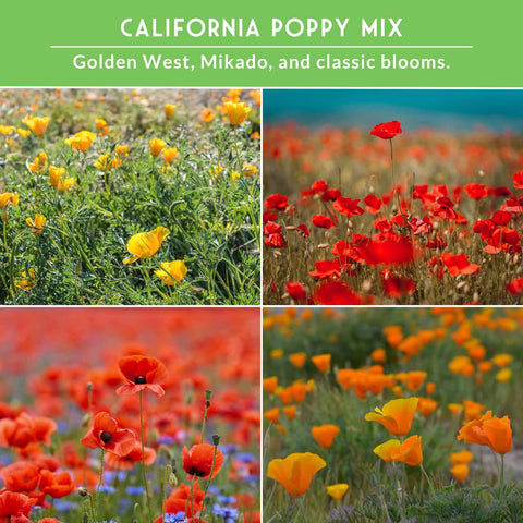 SURVIVAL GARDEN SEEDS Flanders red corn poppy bloom creates bold focal point