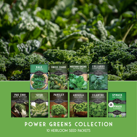 SURVIVAL GARDEN SEEDS power greens germination stage seedlings in soil.