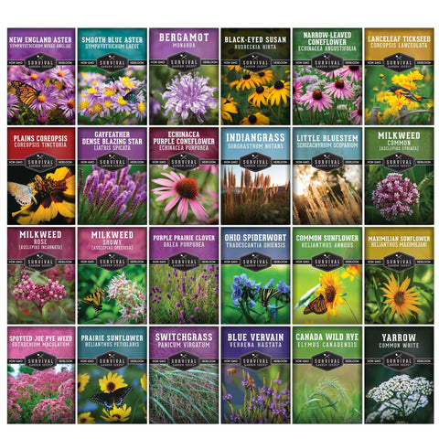 Survival Garden Seeds purple coneflower bloom adds long-lasting color for wildlife-friendly gardens.