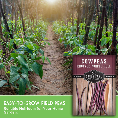 SURVIVAL GARDEN SEEDS Purple-eyed peas showcasing classic Southern flavor.