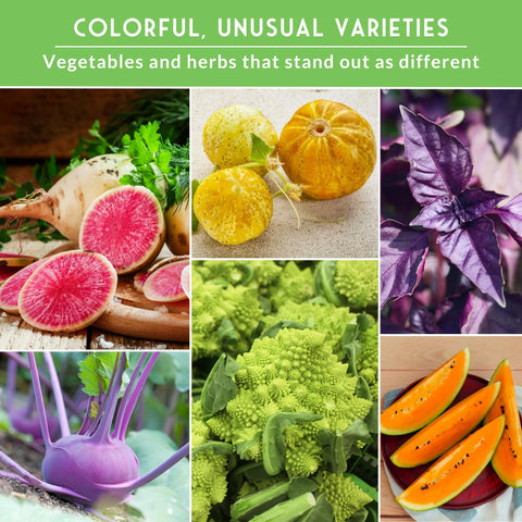 Survival Garden Seeds purple Vienna Kohlrabi seeds—colorful, crunchy stems for plates.