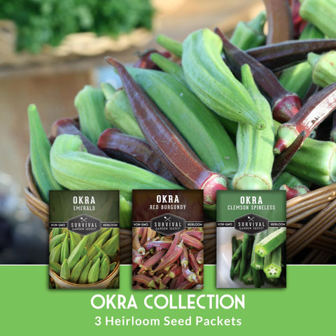 Red Burgundy okra pods vibrant color in sun