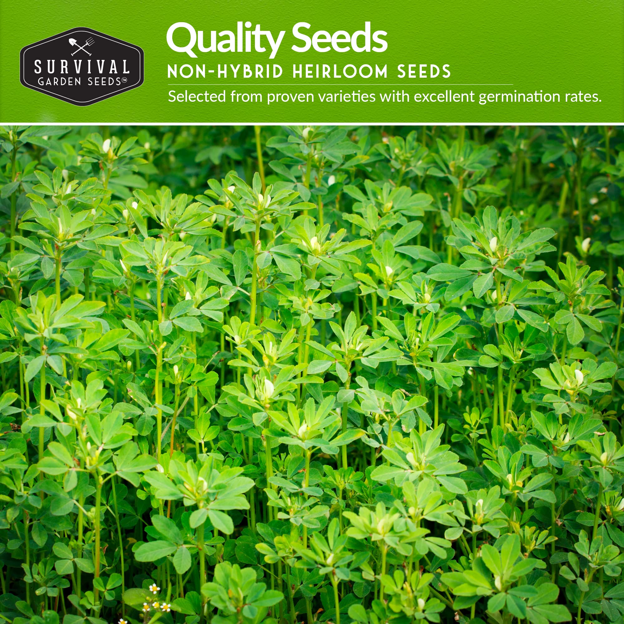 Survival Garden Seeds Red Burgundy Onion bulbs for flavorful cooking