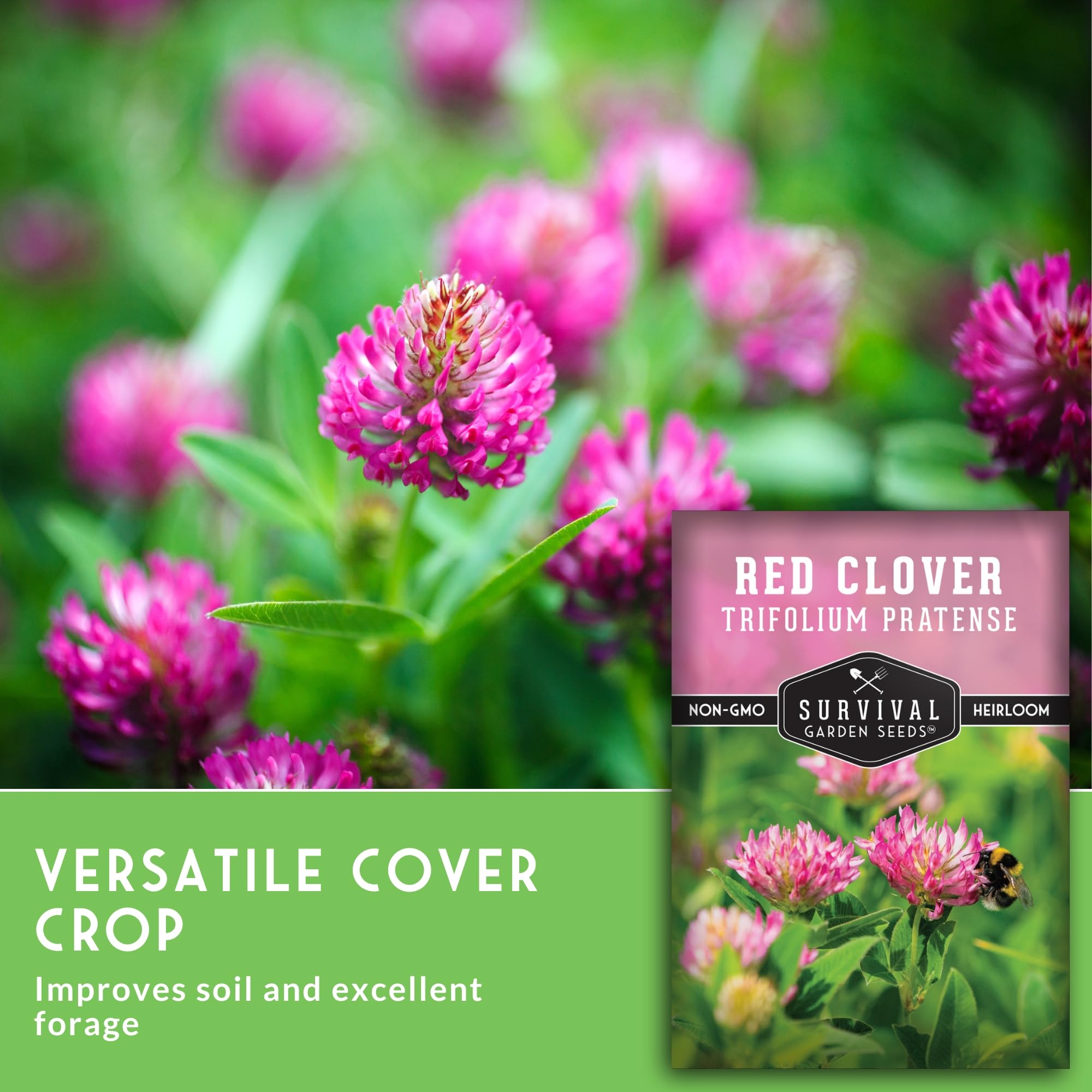 Red clover blooms attract bees and butterflies, as shown by Survival Garden Seeds.