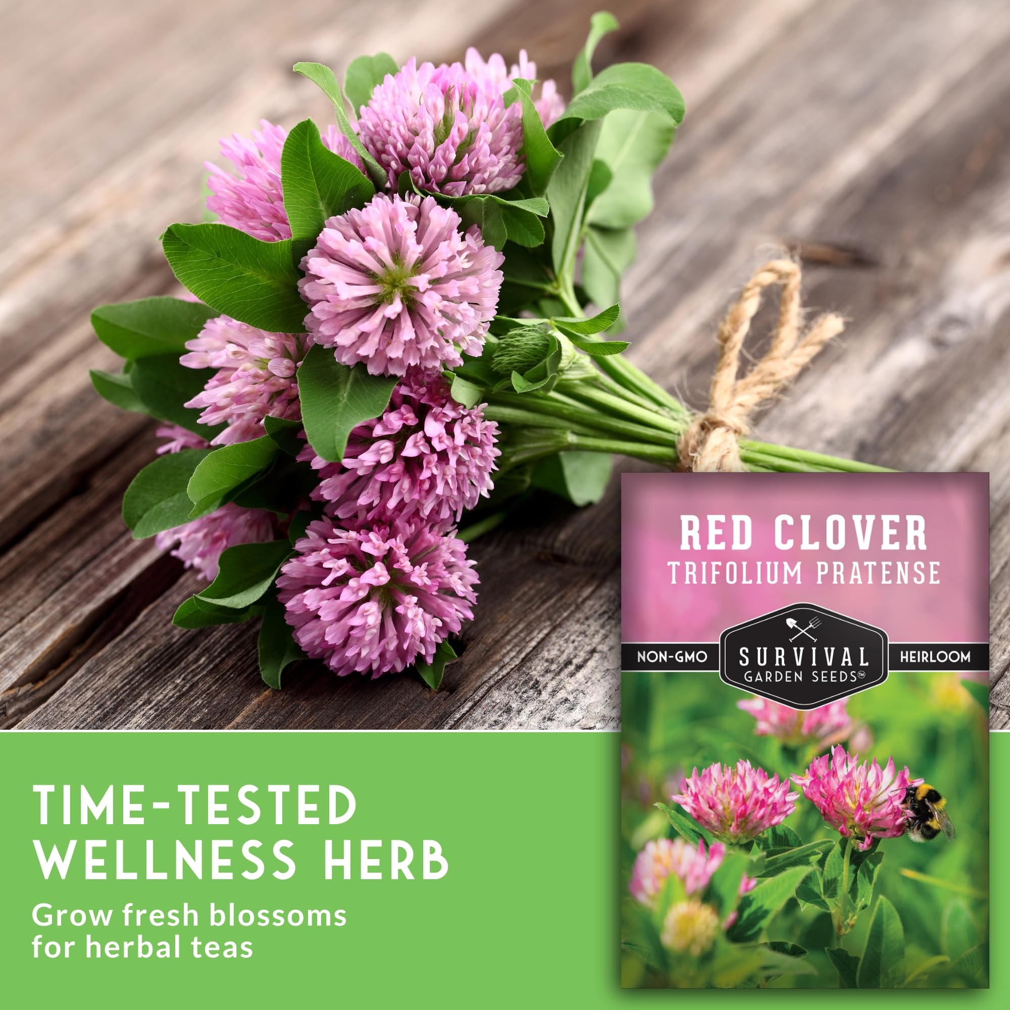 Close-up of red clover leaves forming a compact border by Survival Garden Seeds.