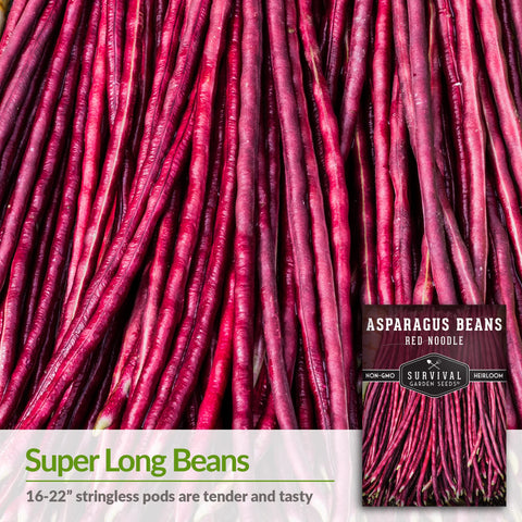 SURVIVAL GARDEN SEEDS red noodle asparagus bean vines on trellis thriving in sun.