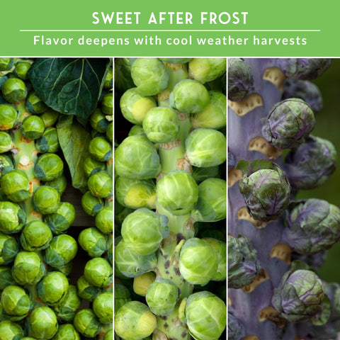 SURVIVAL GARDEN SEEDS red-sprouts-heads-brussels-seeds colorful, festive centerpiece