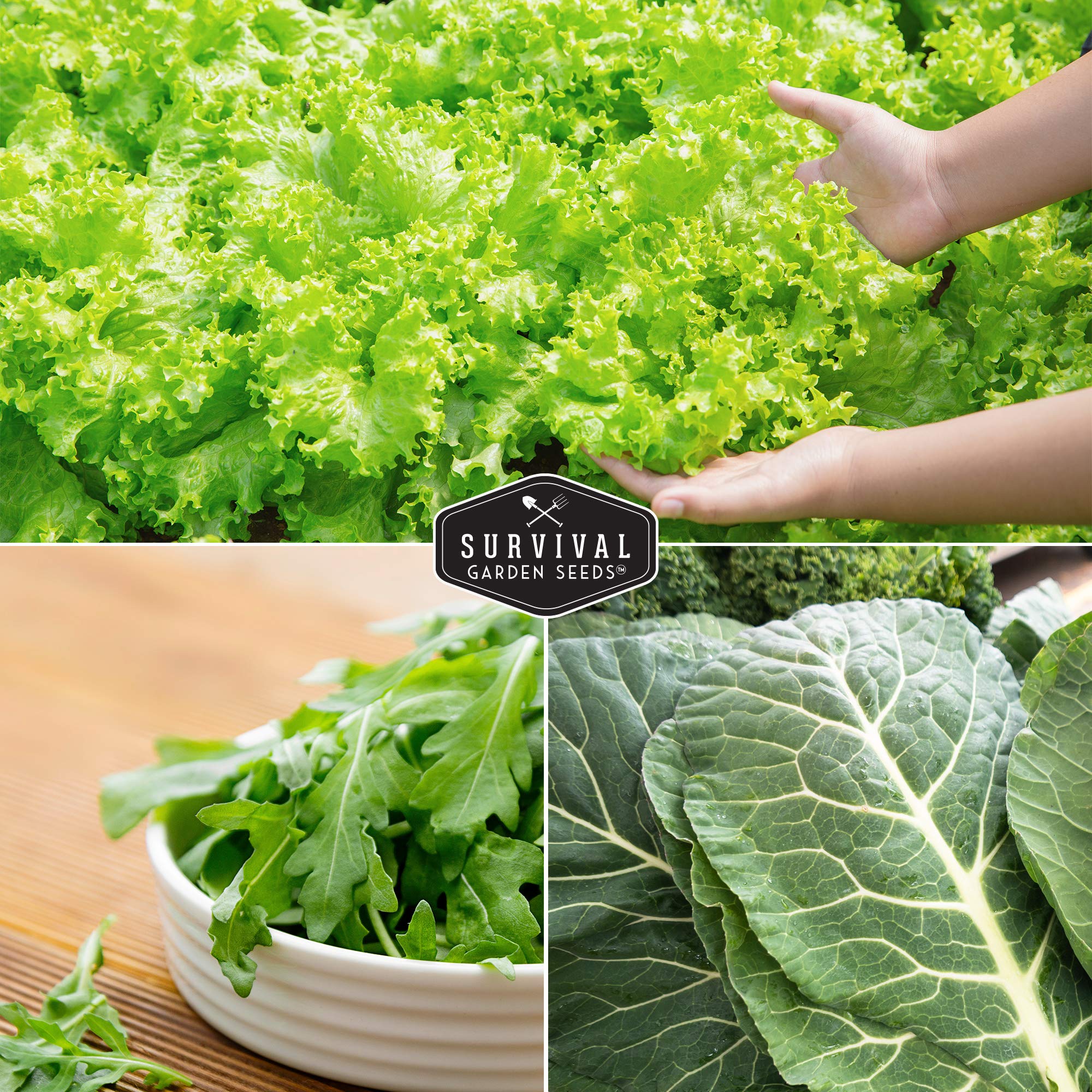 SURVIVAL GARDEN SEEDS Salad Bowl lettuce seeds for crisp, easy salads.