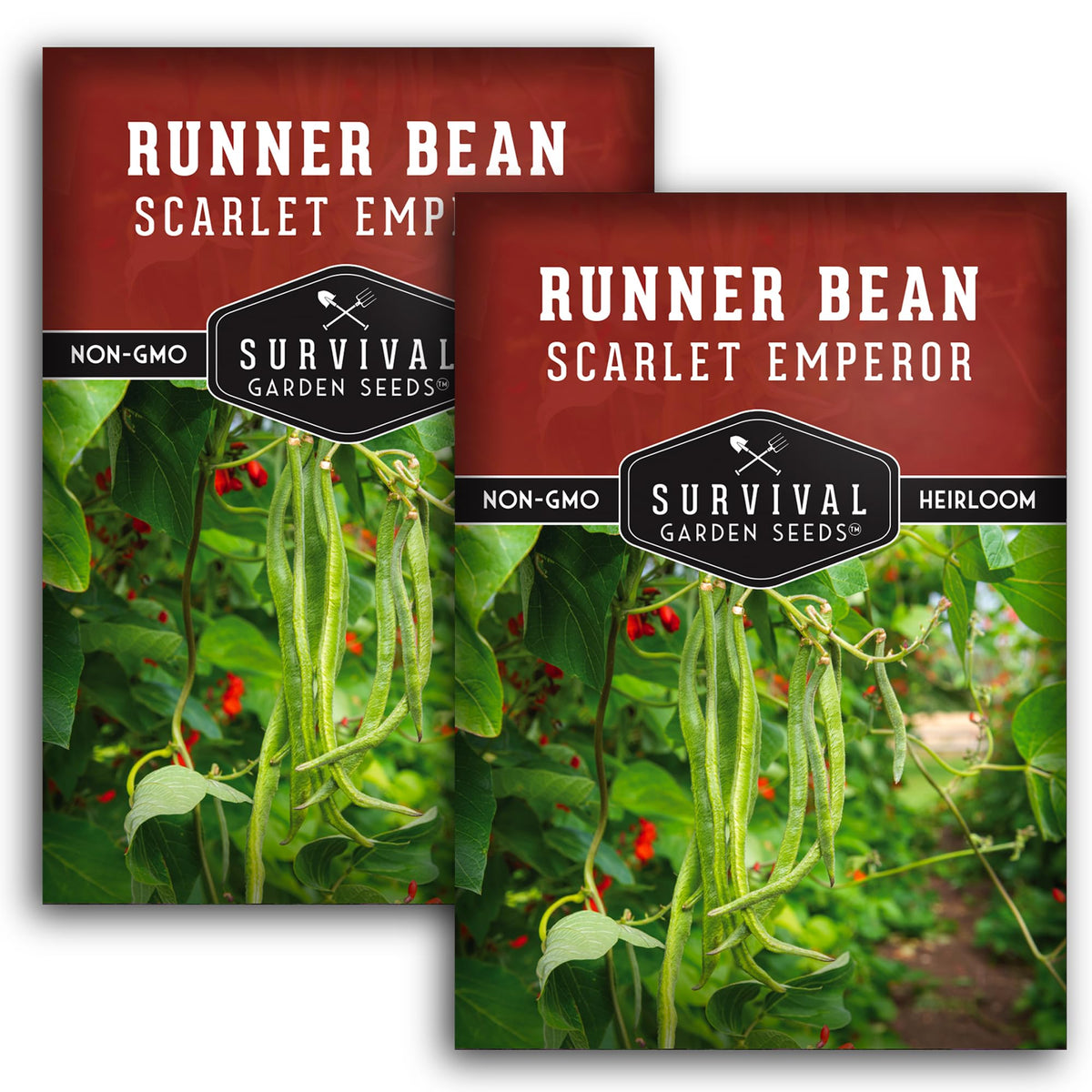 SURVIVAL GARDEN SEEDS Scarlet Emperor bean pod thriving on a trellis for a bountiful harvest