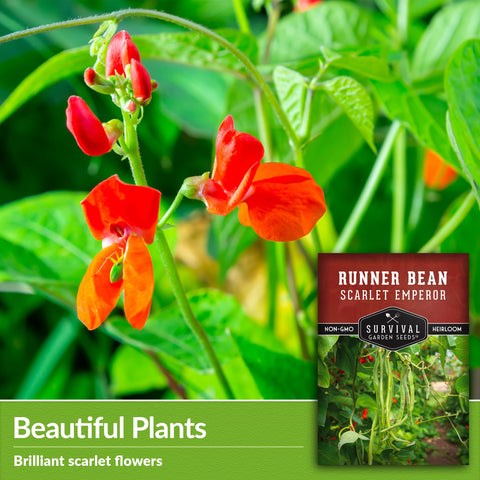 Survival Garden Seeds scarlet emperor beans on a trellis with edible pods