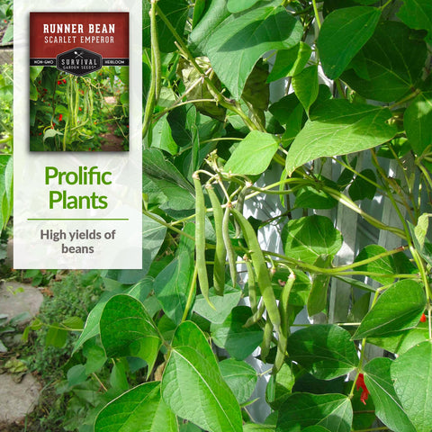 Seed packet from SURVIVAL GARDEN SEEDS with growing instructions