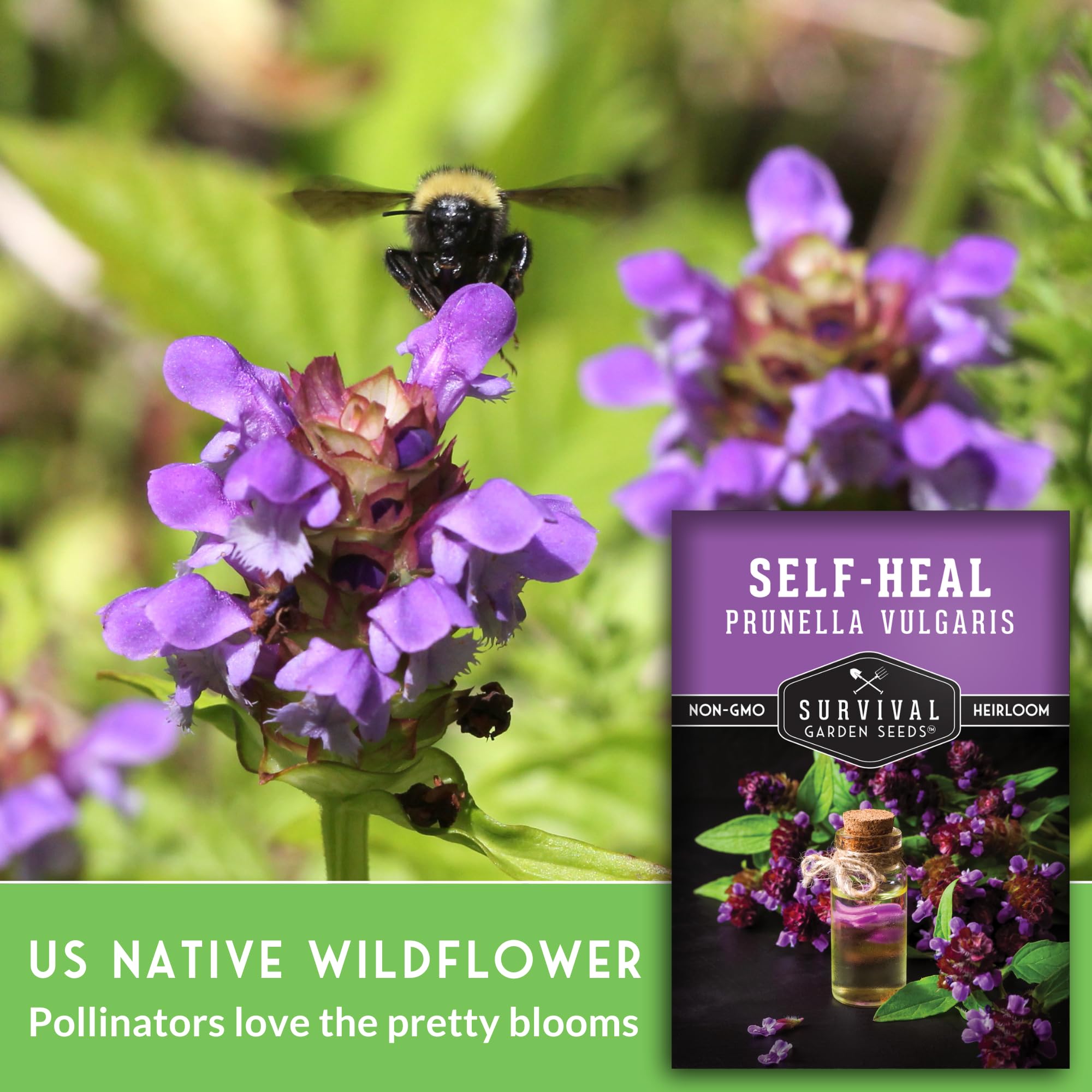 SURVIVAL GARDEN SEEDS Self-Heal leaves suitable for teas and dried harvest.