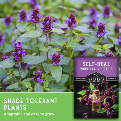 SURVIVAL GARDEN SEEDS Self-Heal native perennial brings seasonal color and habitat.