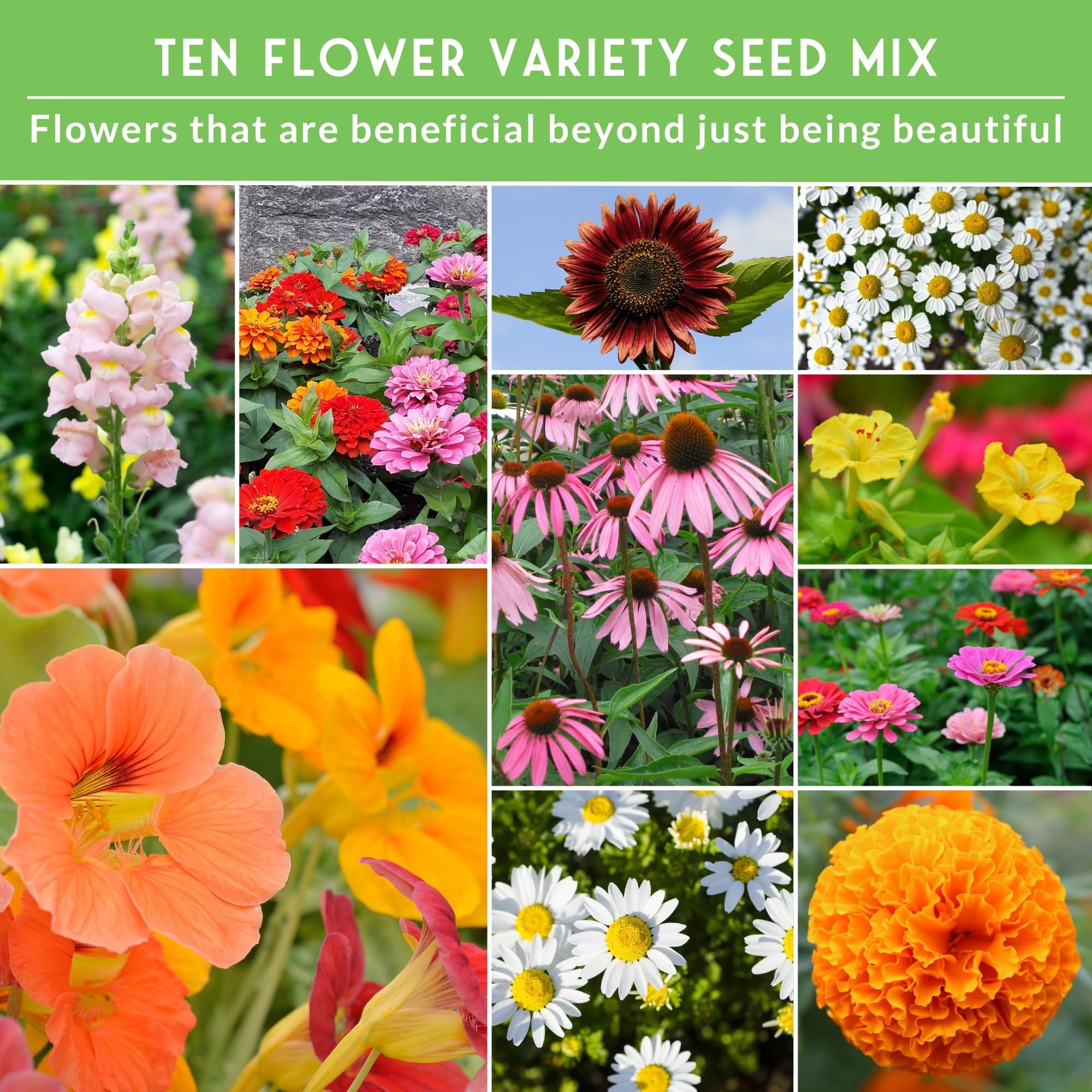 Survival Garden Seeds Snapdragon seeds create vertical interest in sunny beds