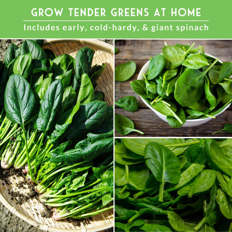 SURVIVAL GARDEN SEEDS raised bed harvest with crisp outdoor spinach leaves.