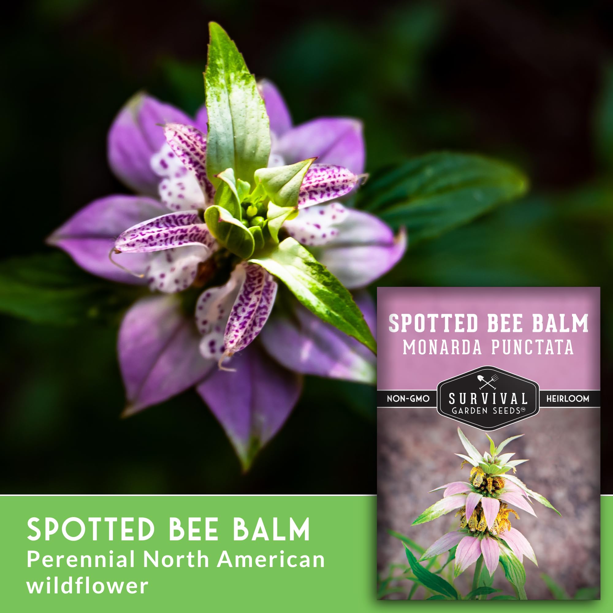 Survival Garden Seeds Beebalm blooms illustration emphasizes late July to October flowering.