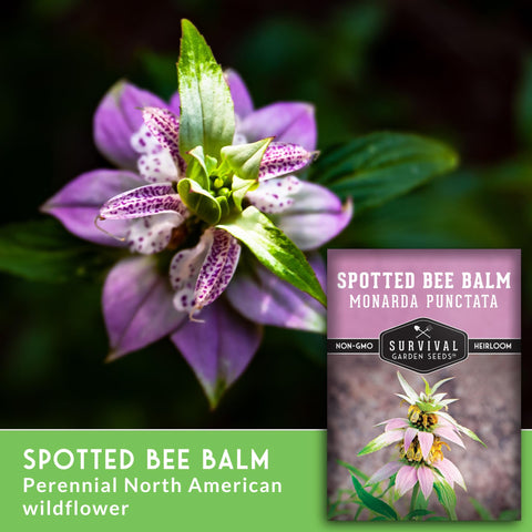 Survival Garden Seeds Beebalm blooms illustration emphasizes late July to October flowering.