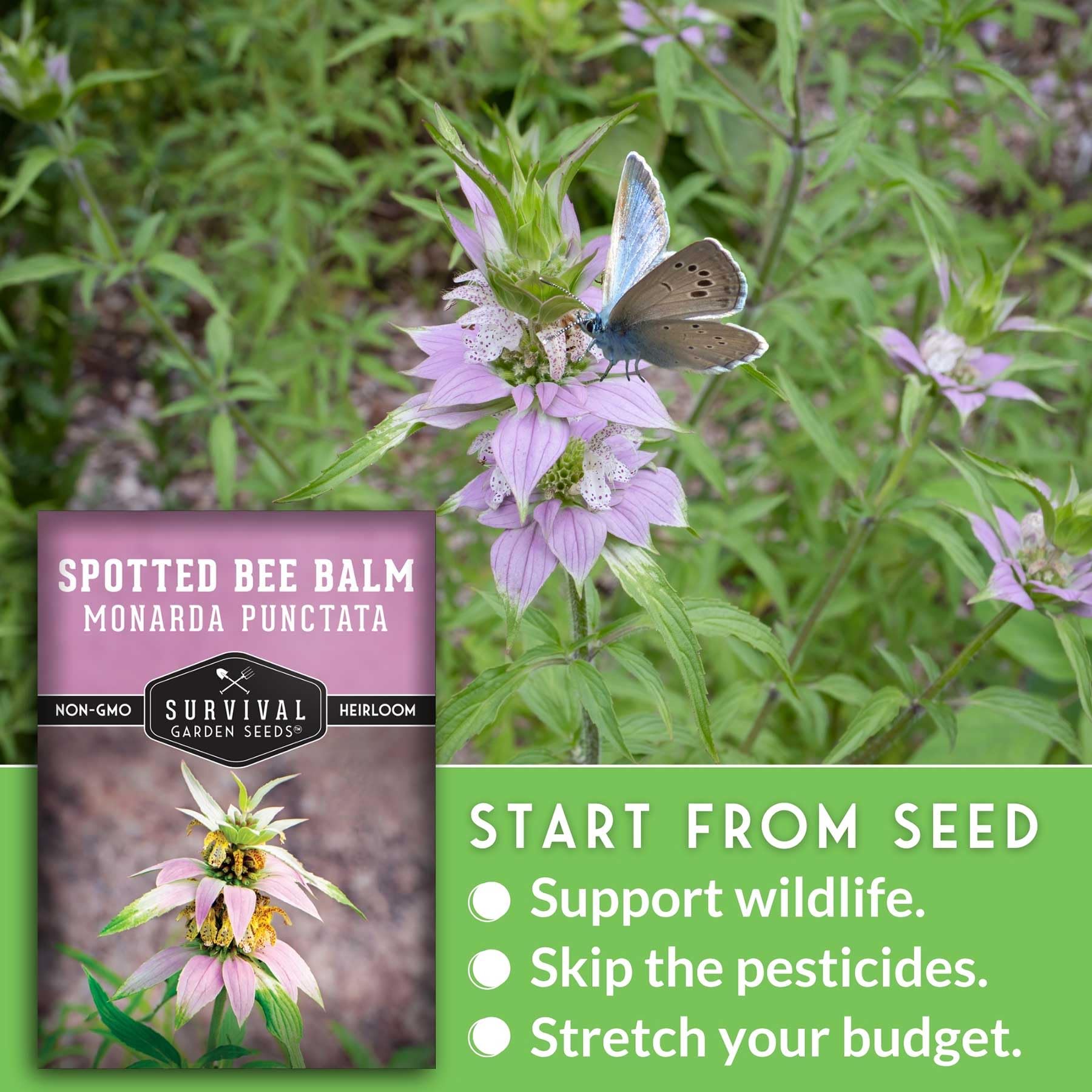 Survival Garden Seeds Drought-tolerant wildflower suited for sunny borders.