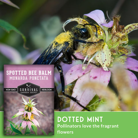 Survival Garden Seeds Beebalm attracts native bees and pollinators in gardens.