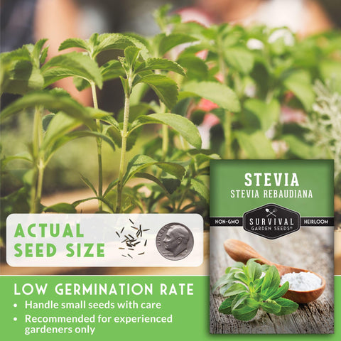 Survival Garden Seeds stevia germination indoors with warmth and light guidance.