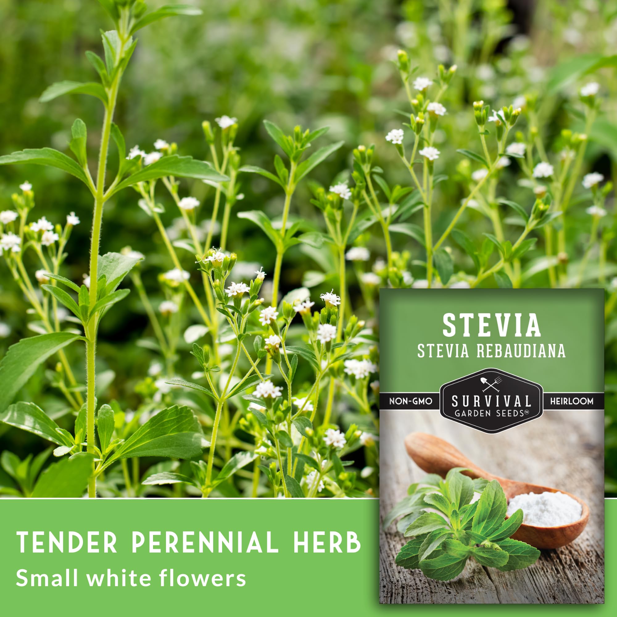 Survival Garden Seeds stevia leaves closeup showing natural sweetness.