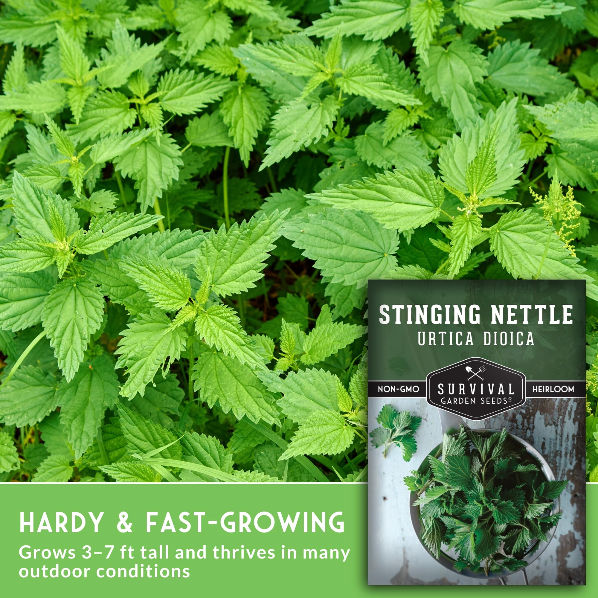 SURVIVAL GARDEN SEEDS nettle leaves ready for harvest in the garden