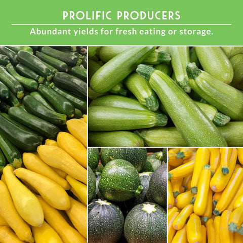Survival Garden Seeds Straight Neck yellow squash seed packet for long fruits