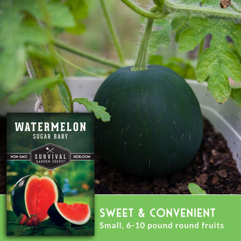 Sugar Baby seeds packet with planting instructions and germination tips.