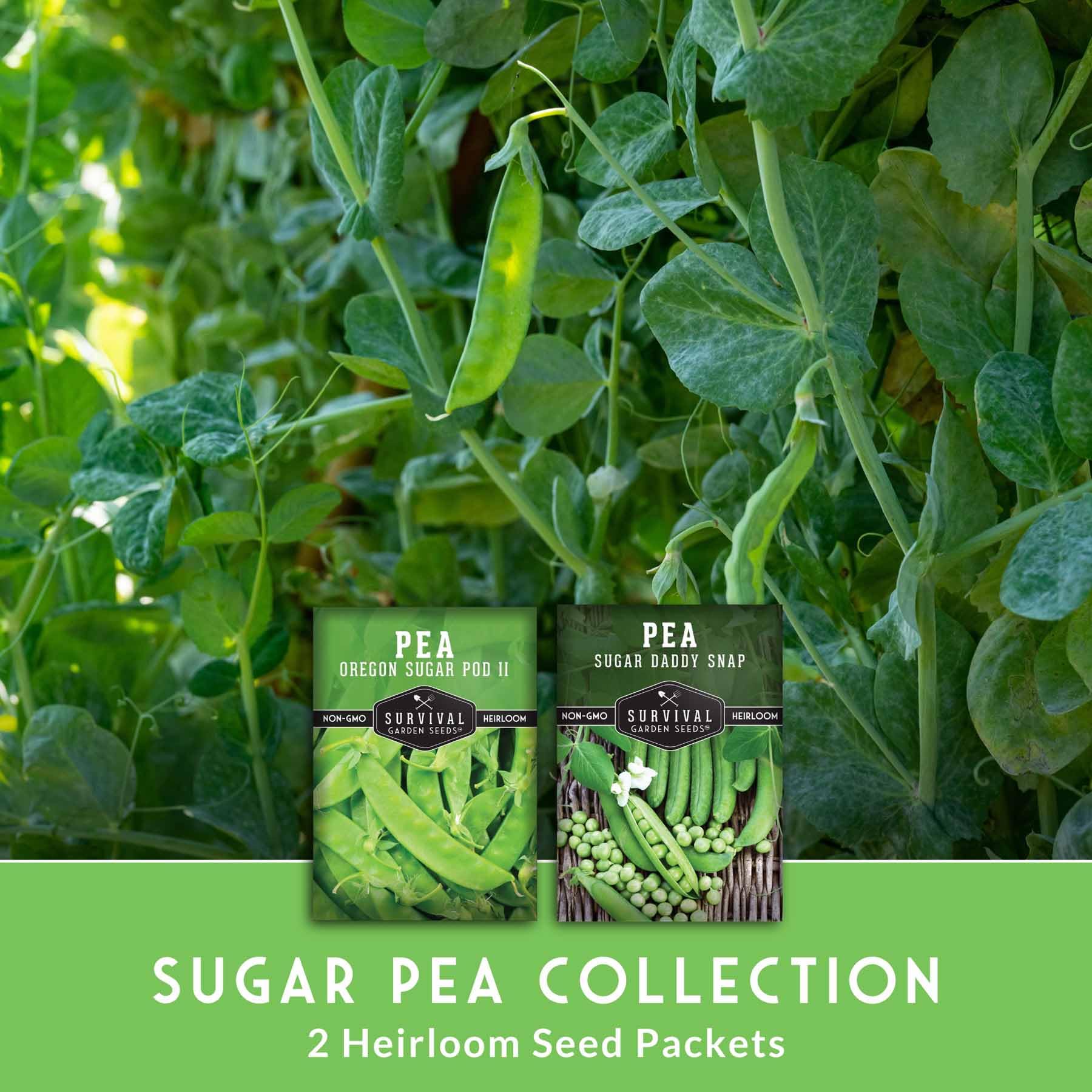 Sugar Daddy pods on vine, ready for fresh eating, by Survival Garden Seeds.