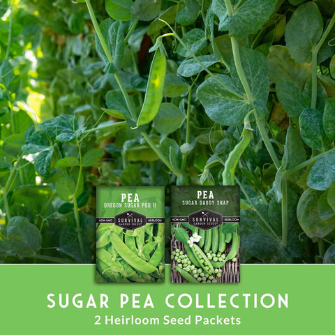 Sugar Daddy pods on vine, ready for fresh eating, by Survival Garden Seeds.