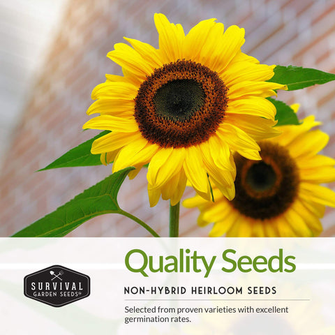 SURVIVAL GARDEN SEEDS Sunflower field giant plant demonstrates towering height and dramatic garden impact