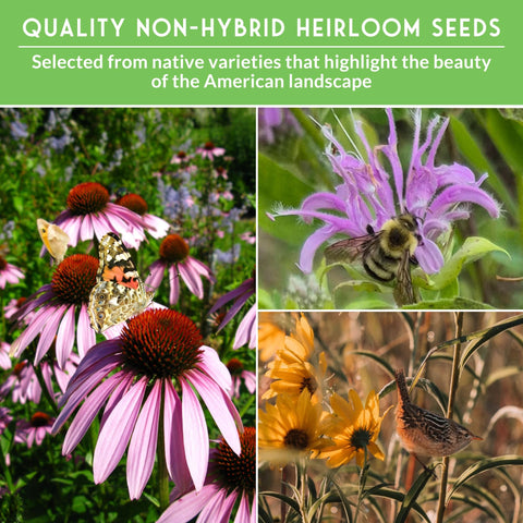 Survival Garden Seeds sunflowers collection provides cheerful focal points for pollinator habitats.
