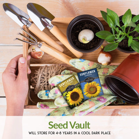 SURVIVAL GARDEN SEEDS Sunflowers arranged in rows create privacy and shade