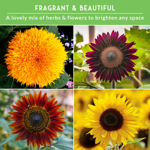 Survival Garden Seeds Sungold Teddy Bear sunflower with bright gold blooms and compact charm.