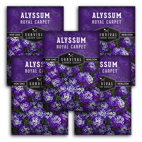 SURVIVAL GARDEN SEEDS Sweet Royal Carpet Alyssum blooms forming fragrant border carpet