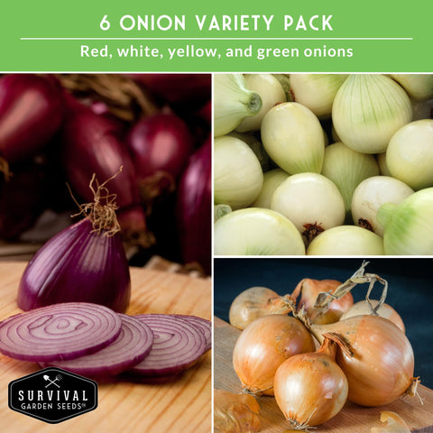 Survival Garden Seeds Sweet Spanish onion bulbs adding sweetness to roasts and salads.