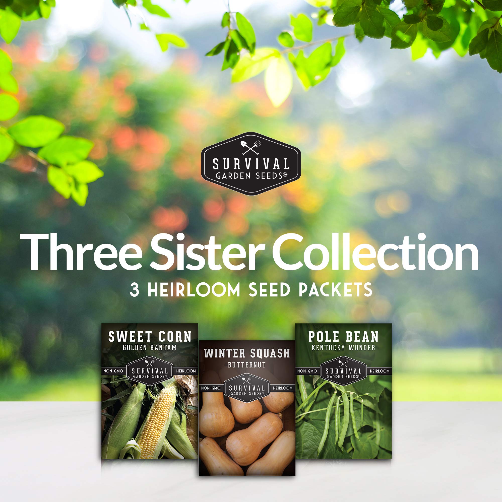 SURVIVAL GARDEN SEEDS Three Sisters beans—red-green pole beans ready to climb trellises.