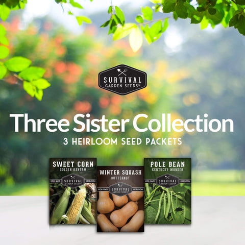 SURVIVAL GARDEN SEEDS Three Sisters beans—red-green pole beans ready to climb trellises.