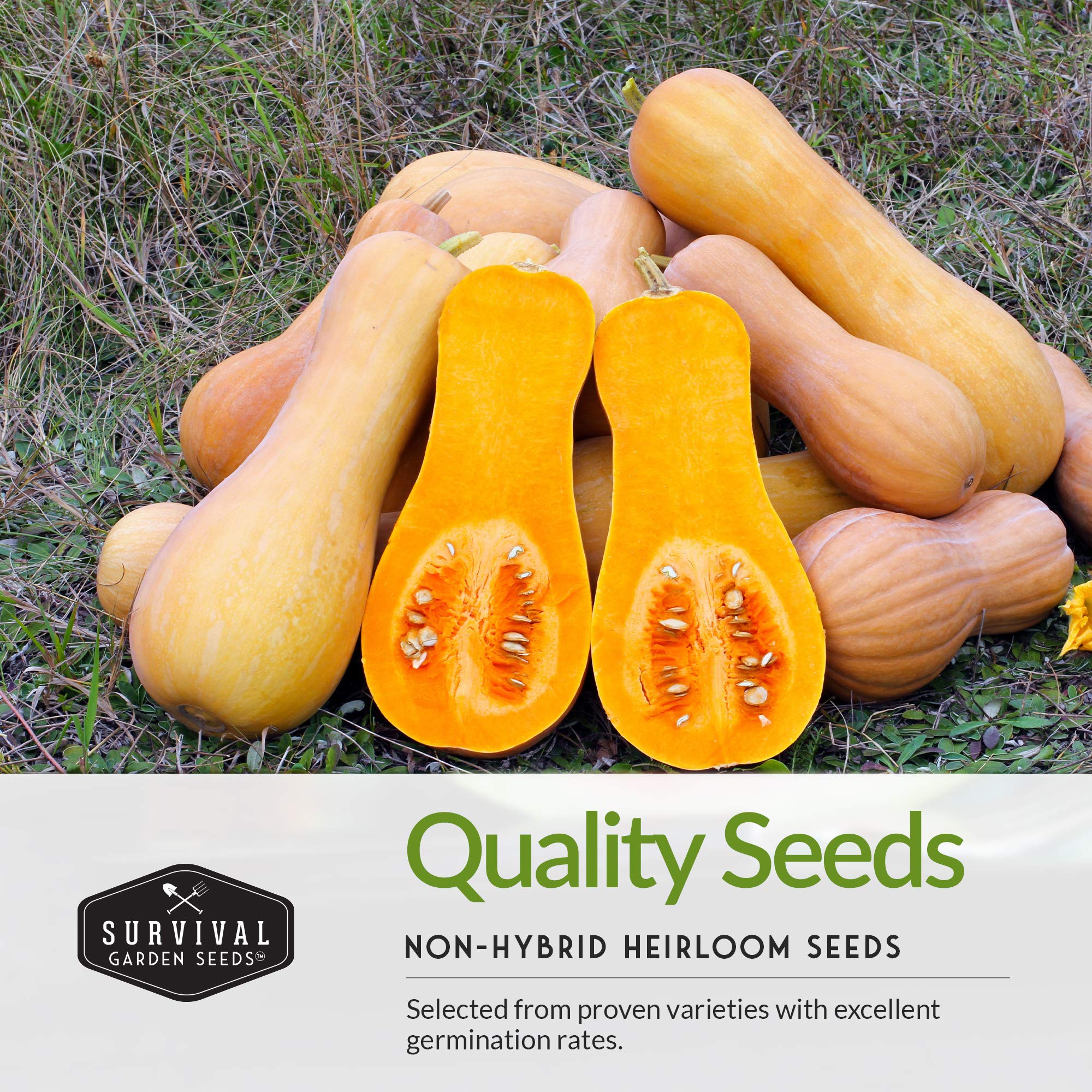 SURVIVAL GARDEN SEEDS Three Sisters squash—butternut squash image for shade and moisture control.