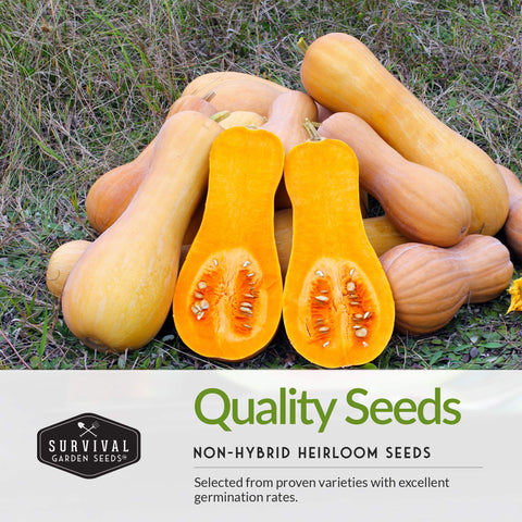 SURVIVAL GARDEN SEEDS Three Sisters squash—butternut squash image for shade and moisture control.