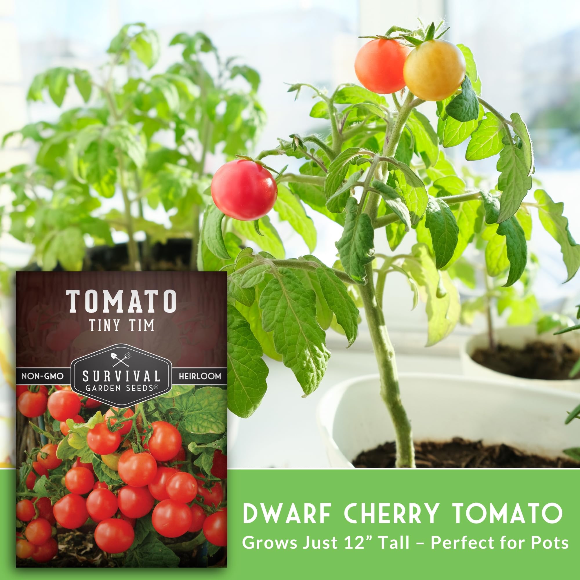 Survival Garden Seeds Tiny Tim bright red fruit in heavy clusters