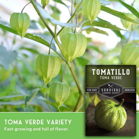 SURVIVAL GARDEN SEEDS Toma Verde tomatillos with husks on the plant.