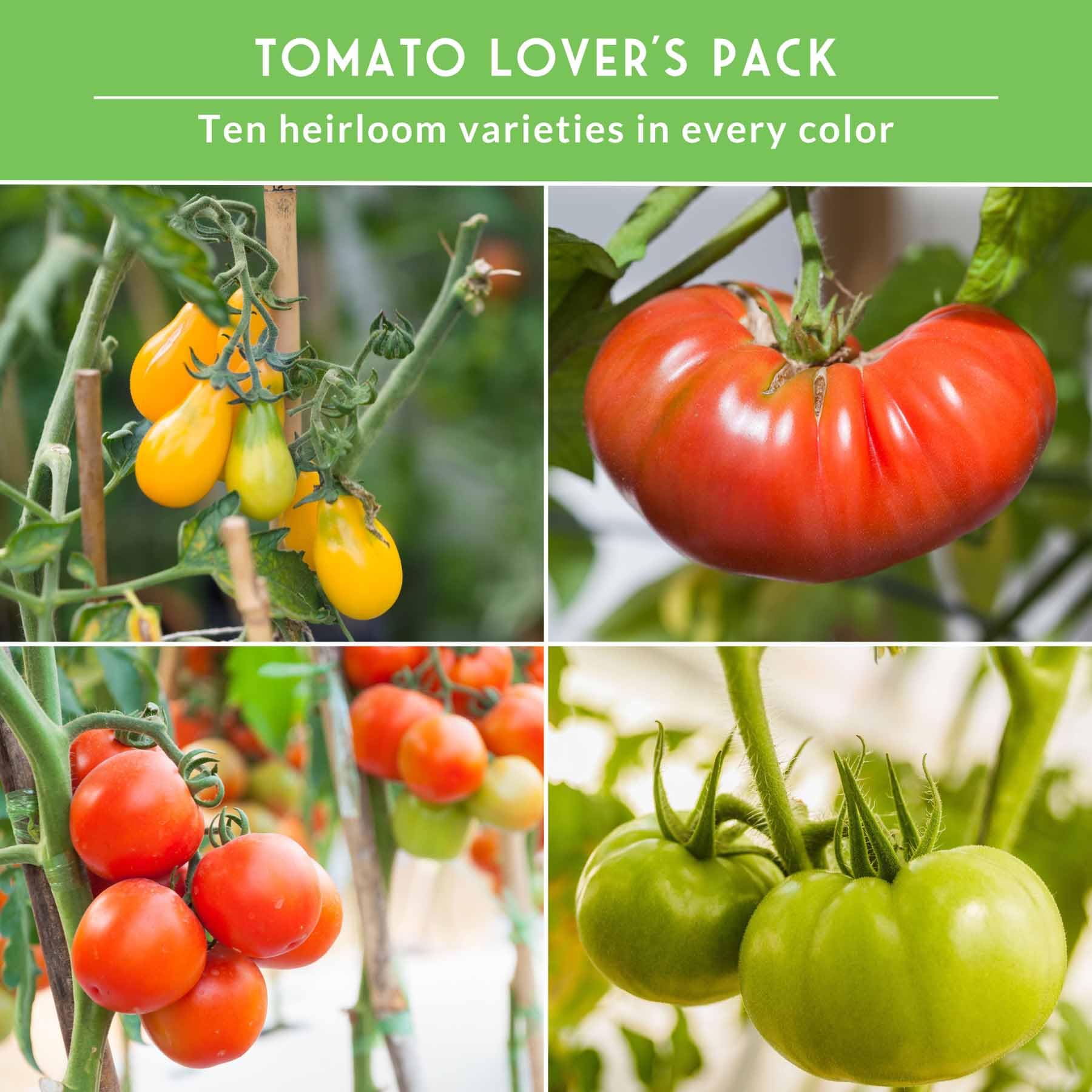 SURVIVAL GARDEN SEEDS Aunt Ruby’s Green tomato on the plant.