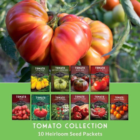 SURVIVAL GARDEN SEEDS Black Krim tomato with dark skins.