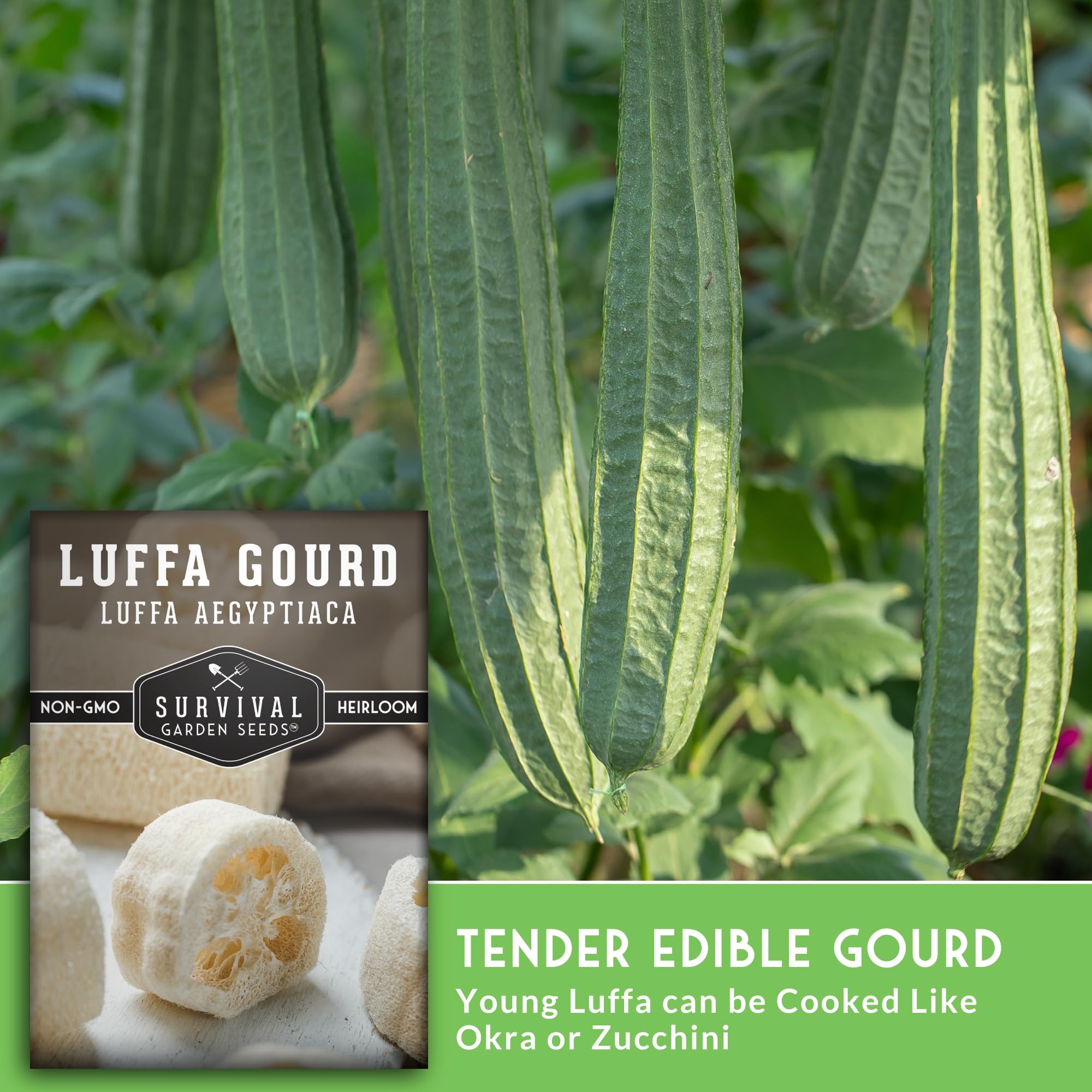 SURVIVAL GARDEN SEEDS luffa vines trained on trellis.