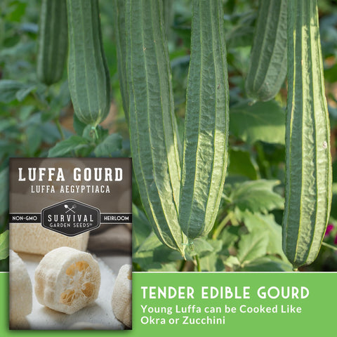 SURVIVAL GARDEN SEEDS luffa vines trained on trellis.